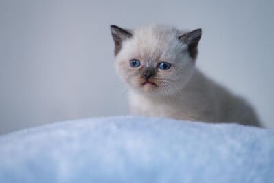BKH Kitten in unterschiedlichen Farbschlägen