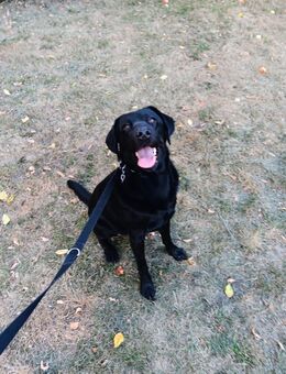 Labrador 3 Jahre - Hof