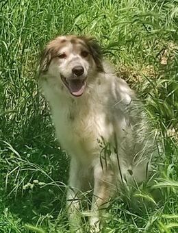 ❣️⭐Sara - liebste Prinzessin👸 ❣️ - Eislingen (Fils)