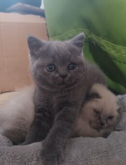 Katzen Baby - Berlin Mitte