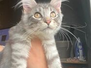 Maine coon Baby Boy bobbi - Essen