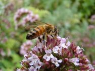 Thymian Deutscher Winter Samen rosa Blumen Blüten Pflanze Thymian Kräuter Wildkräuter heimisch kochen Balkon Garten planen Pflanze Hochbeet Thymiane Muttertag winterhart mehrjährig Kochen Biene garden Beet Deutsches Saatgut Samen SWR Vatertag Frühling - Pfedelbach
