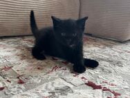 Katze - Ahlen