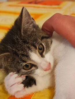 Kleine Kätzchen suchen ein neues Zuhause - Plauen