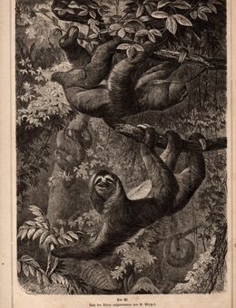 Alte Grafik ; Der Ai. , Nach der Natur aufgenommen von G. Mützel , Blattgröße 30,5cm x 22cm , M400 - Görlitz