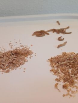Aufzuchtsset mehlwurm 3.000 eier - Schrobenhausen