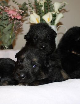 SCHWARZE Schäferhundwelpen - Gelsenkirchen