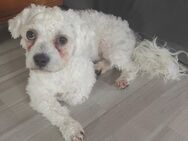 bichon malteser - Aarbergen