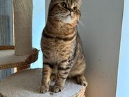 Reinrassige BKH Tabby Kater - Eisleben (Lutherstadt)