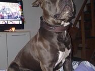 2 jähriger American bully - Verden (Aller)