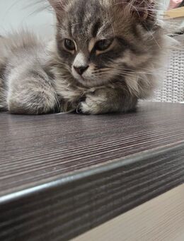 Maine coon kitten Katze grau weiß - Heringsdorf (Mecklenburg-Vorpommern)
