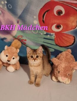 Wunderschöne reinrassige BKH und BLH Kitten abgabebereit - Weitnau