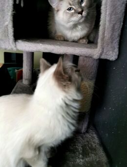RAGDOLL KITTEN/Geschwistern - Gochsheim