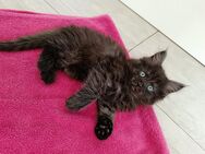 Maine Coon Kitten abzugeben - Kyritz