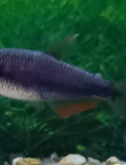 Königssalmler keeri blue - Hohenroth