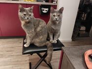 Zwei weibliche Katzen - Bayreuth