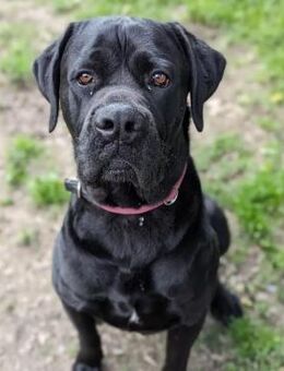 Cane Corso sucht Rasseliebhaber - Gevelsberg