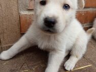 Huskywelpe weibchen mit zwei Augenfarben - Wanzleben-Börde