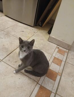 Katzenkinder suchen ein liebevolles neues Zuhause - Wolnzach