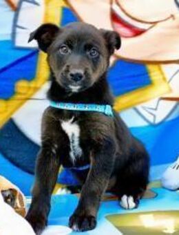 BRISKO 🩵 der kleine Prinz auf der Suche - Fahrenzhausen