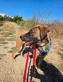 Taşlar sucht ihr Für-immer-Zuhause in 47445