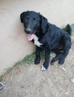 💕Finja💕 sucht ihre Menschen 🐾💕🐾 - Freilassing