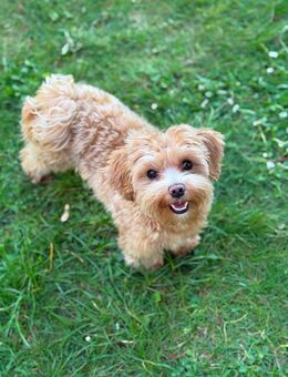 Mini Maltipoo Deckrüde gesucht? - Köln