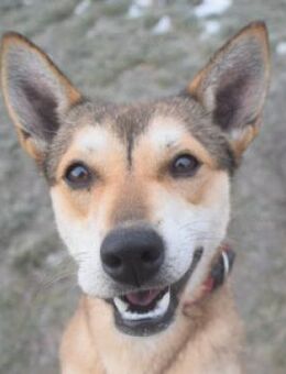 Madita - aktive, fröhliche Junghündin - Lohmar