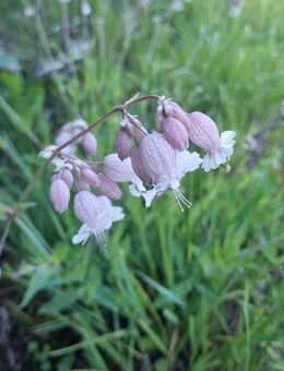 Taubenkropf- Leimkraut ( Silene vulgaris) - Horgenzell