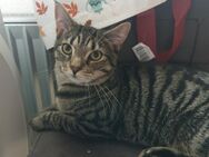 Kater sucht liebevolles zuhause - Bad Schwartau