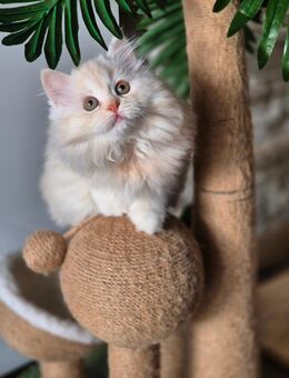 BKH/BLH Kitten - Gelsenkirchen