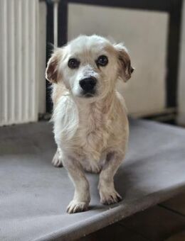 AMIGO - sehnt sich nach Kuscheleinheiten - Aerzen