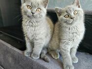 Schöne Kitten! - Kamen