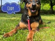 Cody ein großer Kampfschmuser - Mannheim