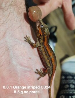 1.4 Rhacodactylus auriculatus Höckerkopfgecko - Altenstadt (Hessen)