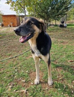 Kilian - ruhig und gelassen - Mettmann