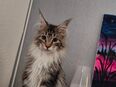 Maine Coon mit Papieren in 06333