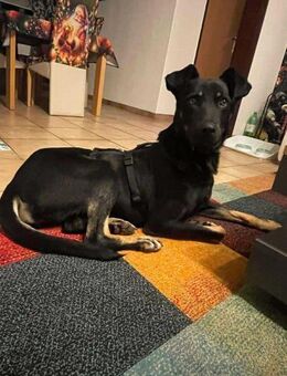 Tora - unser wunderschöner Rohdiamant! - Koblenz