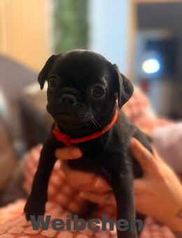 Retro Mops Welpen - Recklinghausen