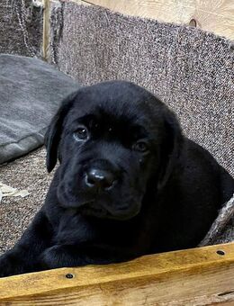 ENDLICH PLATZ FÜR EINEN HUND - IN IHREM NEUEN HAUS MIT GARTEN - TEL. 01714863595 - Hohenstein-Ernstthal