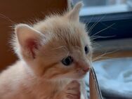 Leo Mozart von Murlikin Kater, Kitten abzugeben - Höchst (Odenwald)