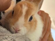 6 Löwenkopf Kaninchen - Neuhausen (Fildern)
