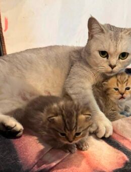 2 Reirassige BKH Kitten ,Süße Kuschelbärchen ,seltene Farbe - Erfurt