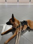 Malinois in 40589