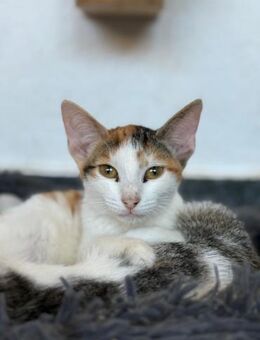 Orelie wartet auf ihr Für-immer-Zuhause! - Waakirchen