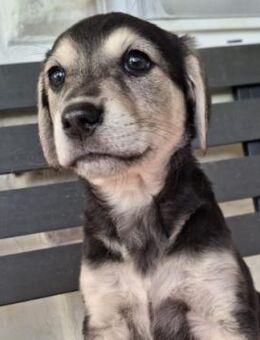 TILLY - zuckersüßes Welpenmädchen - Kallmünz