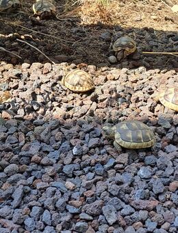 Breitrandschildkröten NZ 2021 abzugeben - Rastow
