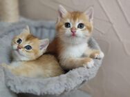 Britisch Kurzhaar Kitten - Frankfurt (Main)