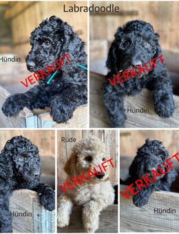 Zuckersüße Labradoodle/ Pudel Welpe - Amt Neuhaus