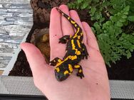 Feuersalamander mit Terrarium - Wetzlar